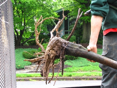 beech tree terrible root system