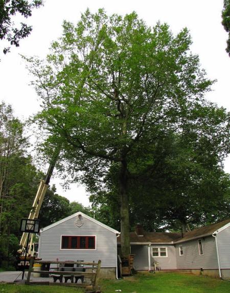 Beech tree surrounded by house